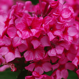 Флокс метельчатый Red Caribbian