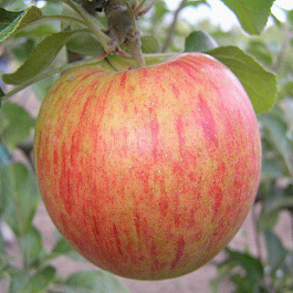 Яблоня Орлинка