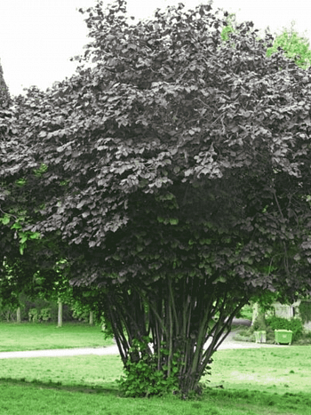 Фундук Maxima Purpurea