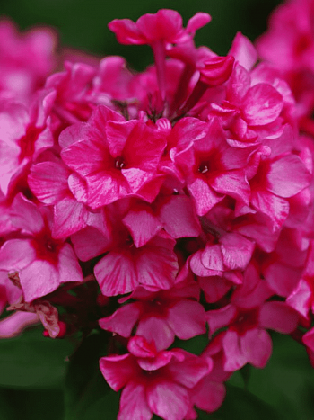 Флокс метельчатый Red Caribbian