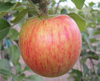 Яблоня Орлинка