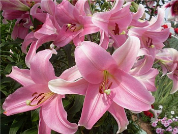 Лилия лонгифлорум Элегант Леди Лилия лонгифлорум Элегант Леди