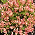 Вейгела гибридная All Summer Peach