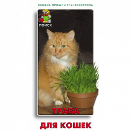 Трава для кошек