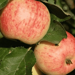 Яблоня Коричное полосатое