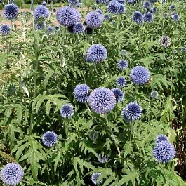 Мордовник Банатский Taplow Blue