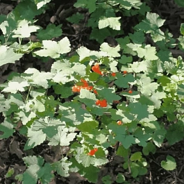 Смородина железистая