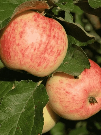 Яблоня Коричное полосатое