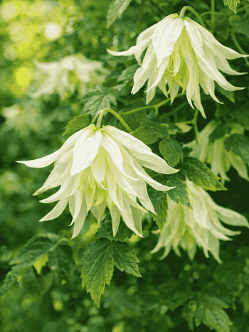 Клематис Lemon Beauty