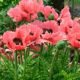 Мак восточный Pizzicato