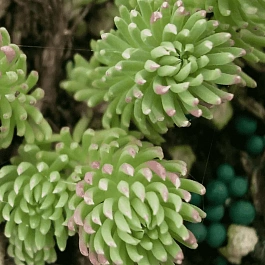 Очиток форстера Oracle