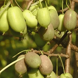 Актинидия Аргута Lucy