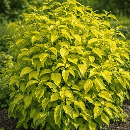 Дерен белый Neon Burst