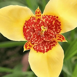 Тигридия Yellow