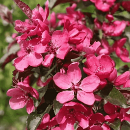 Яблоня декоративная Scarlett