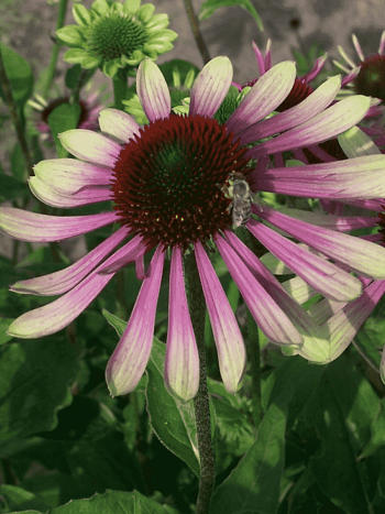 Эхинацея пурпурная Green Envy