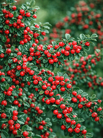 Кизильник горизонтальный