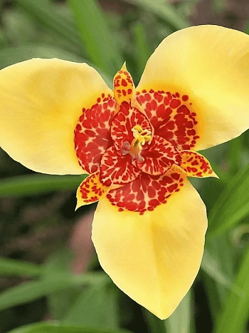 Тигридия Yellow