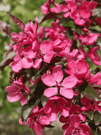 Яблоня декоративная Scarlett