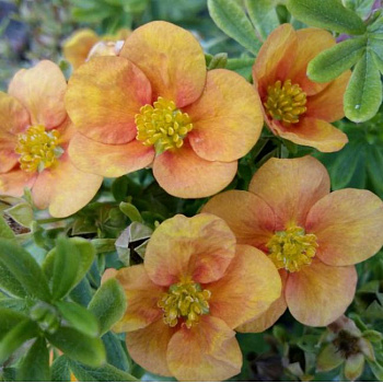 Лапчатка кустарниковая Белла Эппл Лапчатка кустарниковая Белла Эппл