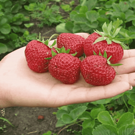 Земляника ПАНДОРА