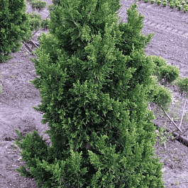 Кипарисовик тупой Draht