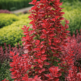 Барбарис Тунберга Florence