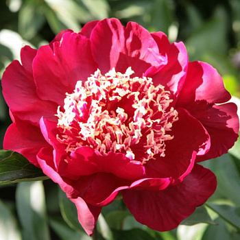 Пион травянистый Спиффи