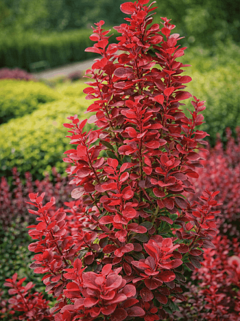 Барбарис Тунберга Florence