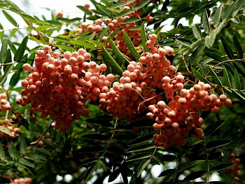 Рябина Арнольда Шутен