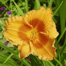 Лилейник Duke of Durham