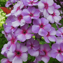 Флокс метельчатый Swirley Birly