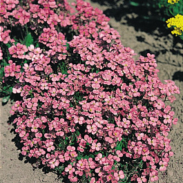 Арабис кавказский Пинки