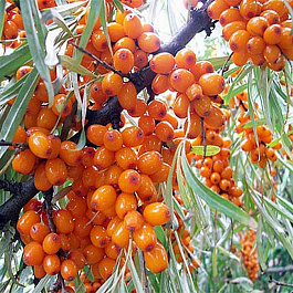 Облепиха Превосходная