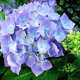 Гортензия крупнолистовая Эрли Блю Гортензия крупнолистовая Эрли Блю