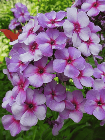 Флокс метельчатый Swirley Birly