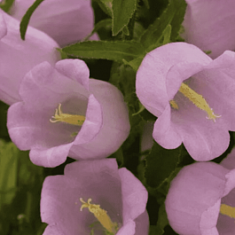 Колокольчик средний Campana Lilac