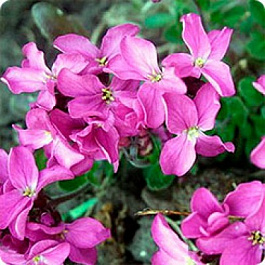 Арабис реснитчатый Роуз Делайт