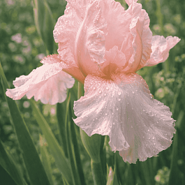 Ирис германский Lena M