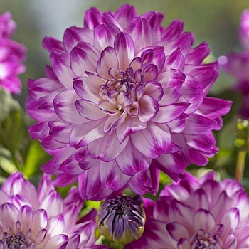 Георгина Декоративная Ху Дан Ит