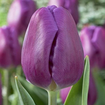 Тюльпан Дарвинов гибрид Пепл Прайд НАБОР 2ШТ (10+10)