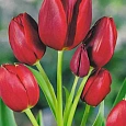 Тюльпан