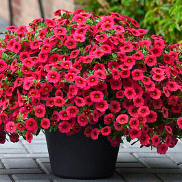 Калибрахоа Каблум Черри