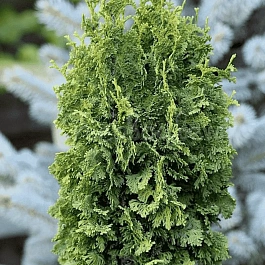 Туя западная Zmatlik