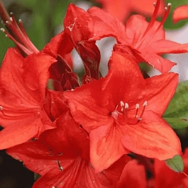 Азалия крупноцветковая Parkfeuer