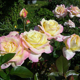 Роза чайно-гибридная Глория Дей (Пис)