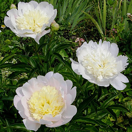 Пион травянистый Примавера