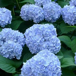 Гортензия крупнолистная Nikko Blue