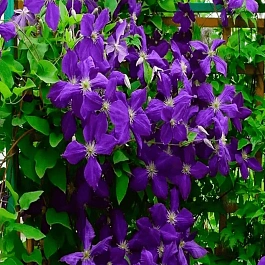 Клематис Jackmanii