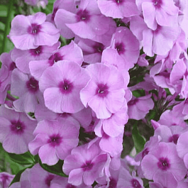 Флокс метельчатый Чио-Чио-Сан